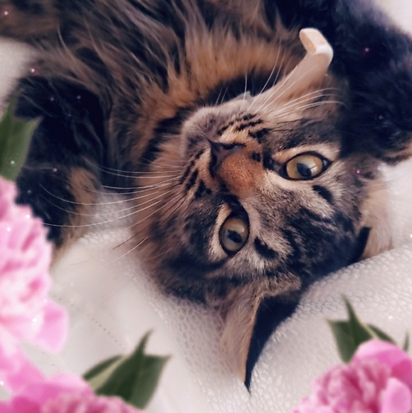 Meet your posher, Alicia - Picture 12 of 12